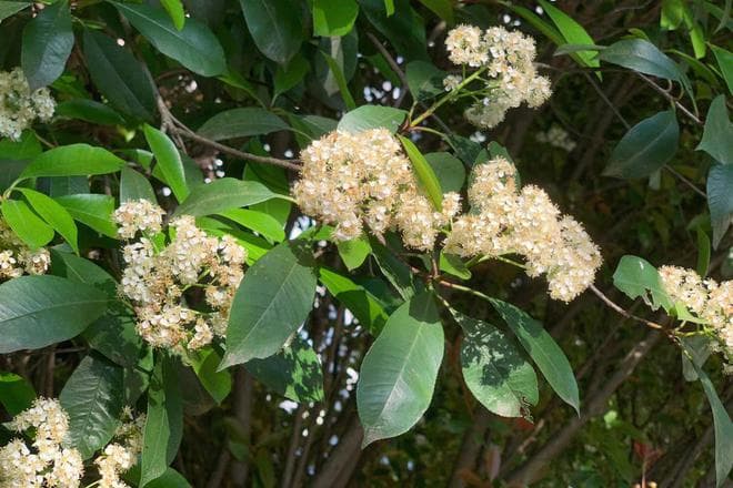 石楠树种植指南：从选苗到养护，每一步都精心呵护，打造绿色家园