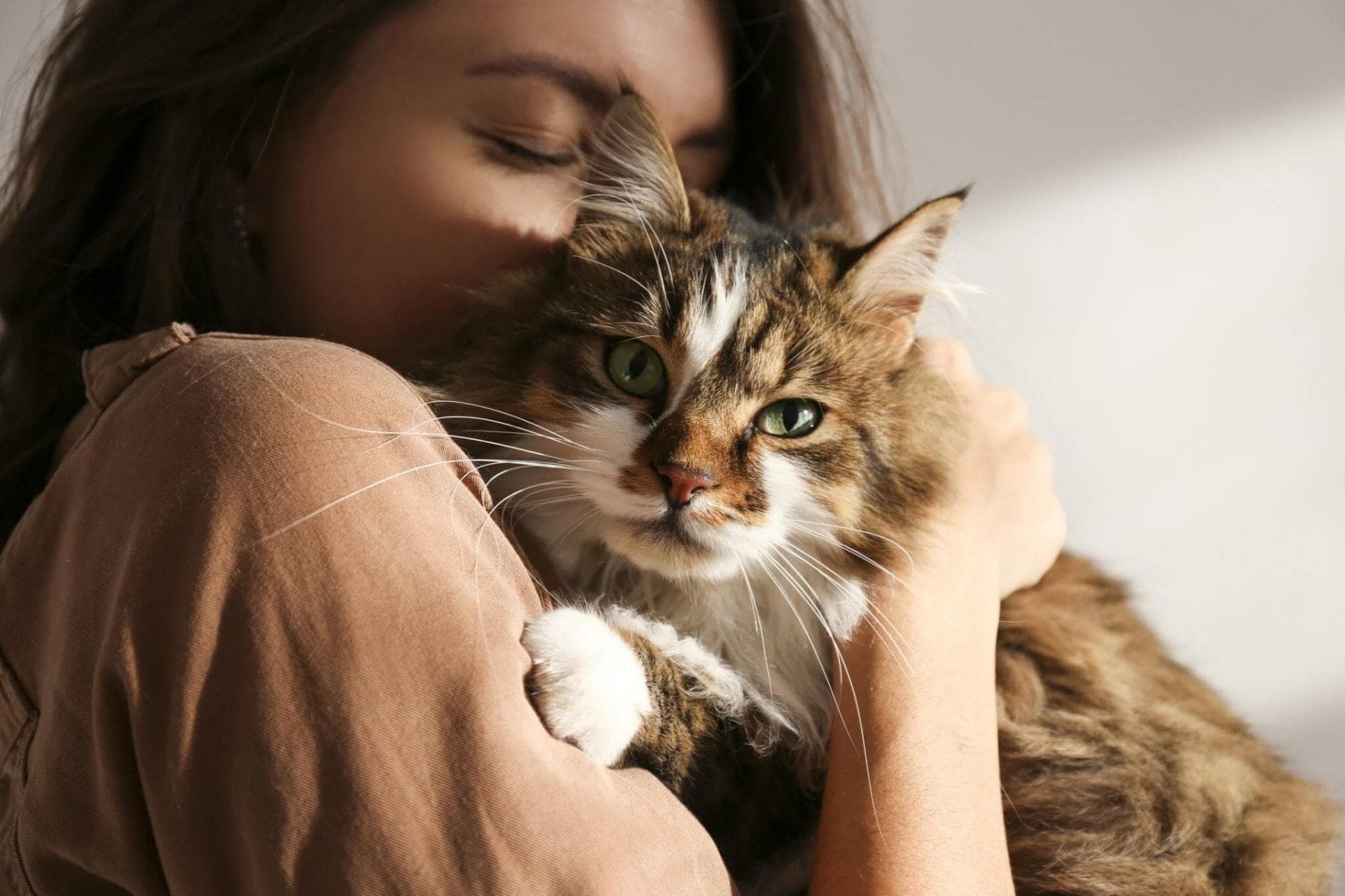 新手猫主人如何正确喂养猫咪