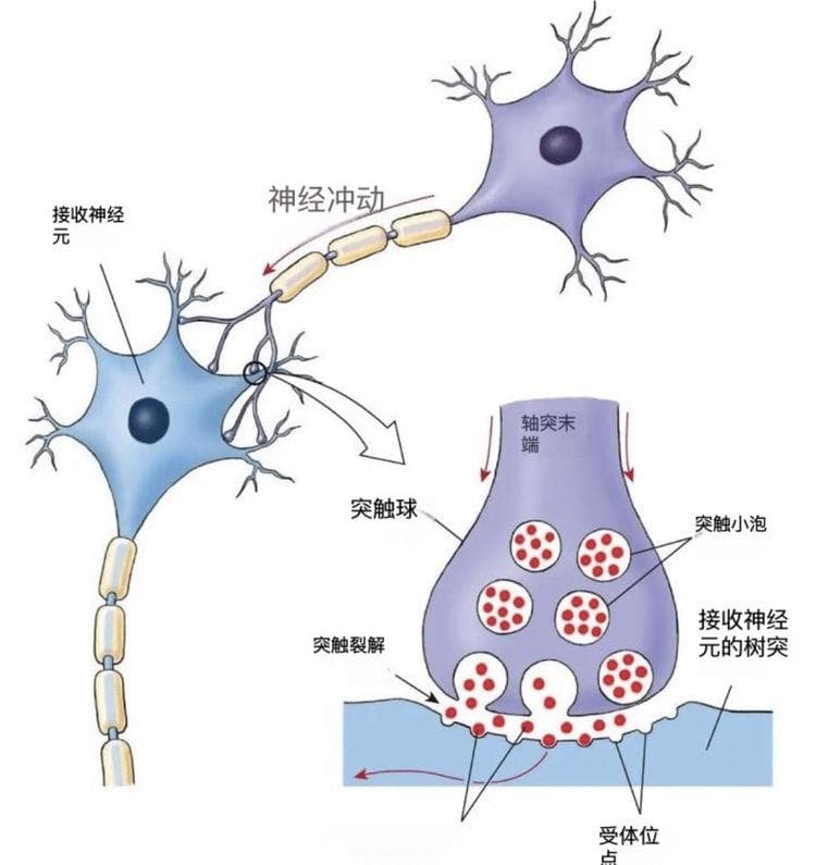 焦虑的发病机制及预防治疗策略