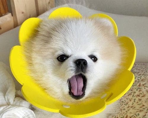 小猫离世后，如何面对失去宠物的痛苦