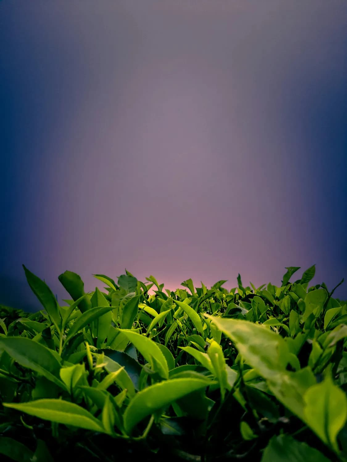 喝绿茶真的能护心？科学证据这样解释