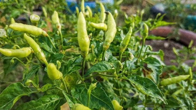 这10种蔬菜能自己留种，别再花钱买杂交种子，老品种更安全放心