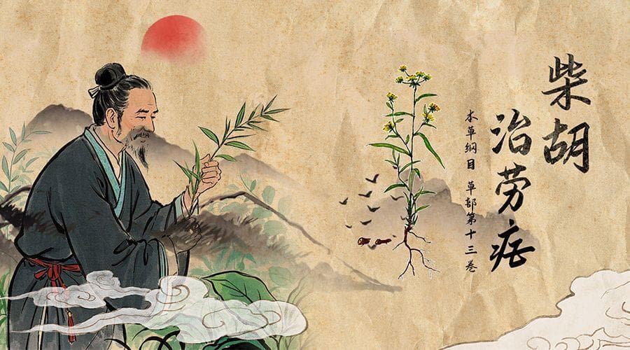 《本草纲目》故事：柴胡治劳疟