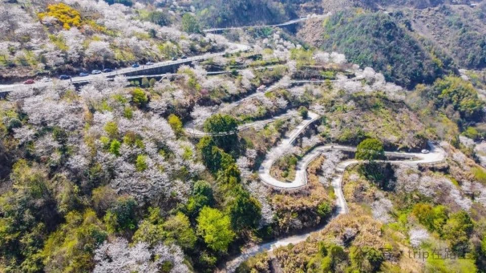 春花如酒，醉人心扉，这份宁波赏花地图，送你一个浪漫的春天