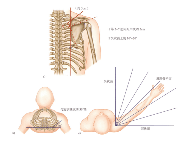 【呼吸肌动学】膈肌功能与肩胛骨稳定