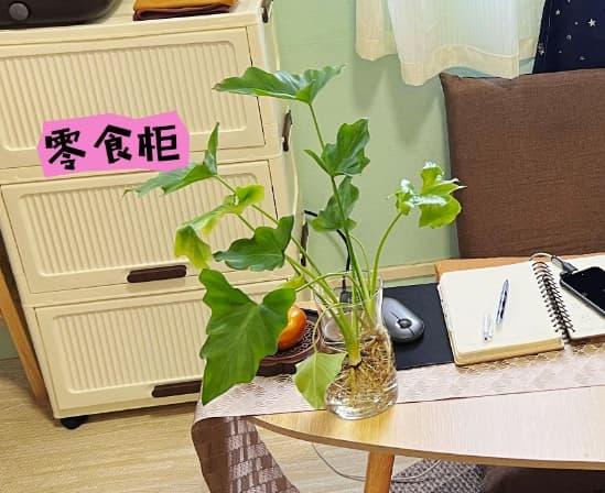 家里养什么花最吉利？十大适合室内长期养护的花卉推荐