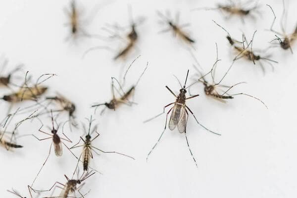 蚊子什么时候会消失？——气温、生态与控制策略全解析