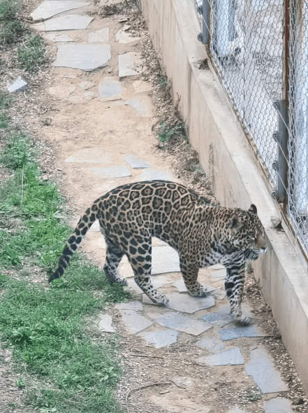 进来吸吸“大橘猫”！揭秘美洲豹的昨天，今天和明天