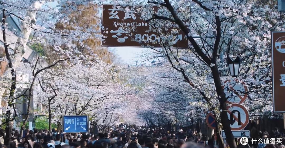春满金陵：南京经典赏花文化之旅