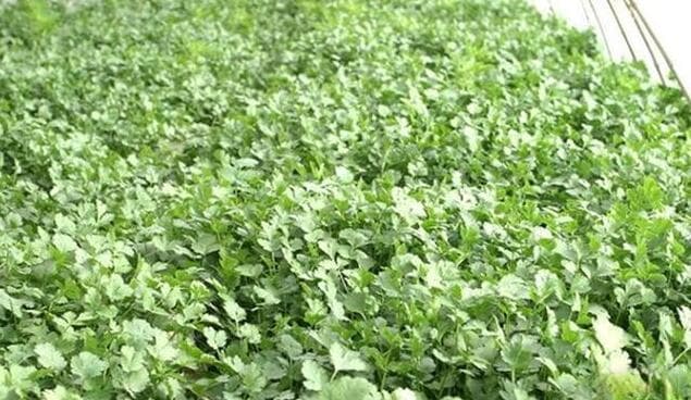 这三种蔬菜春季种植效益最好，且销售刚好是淡季