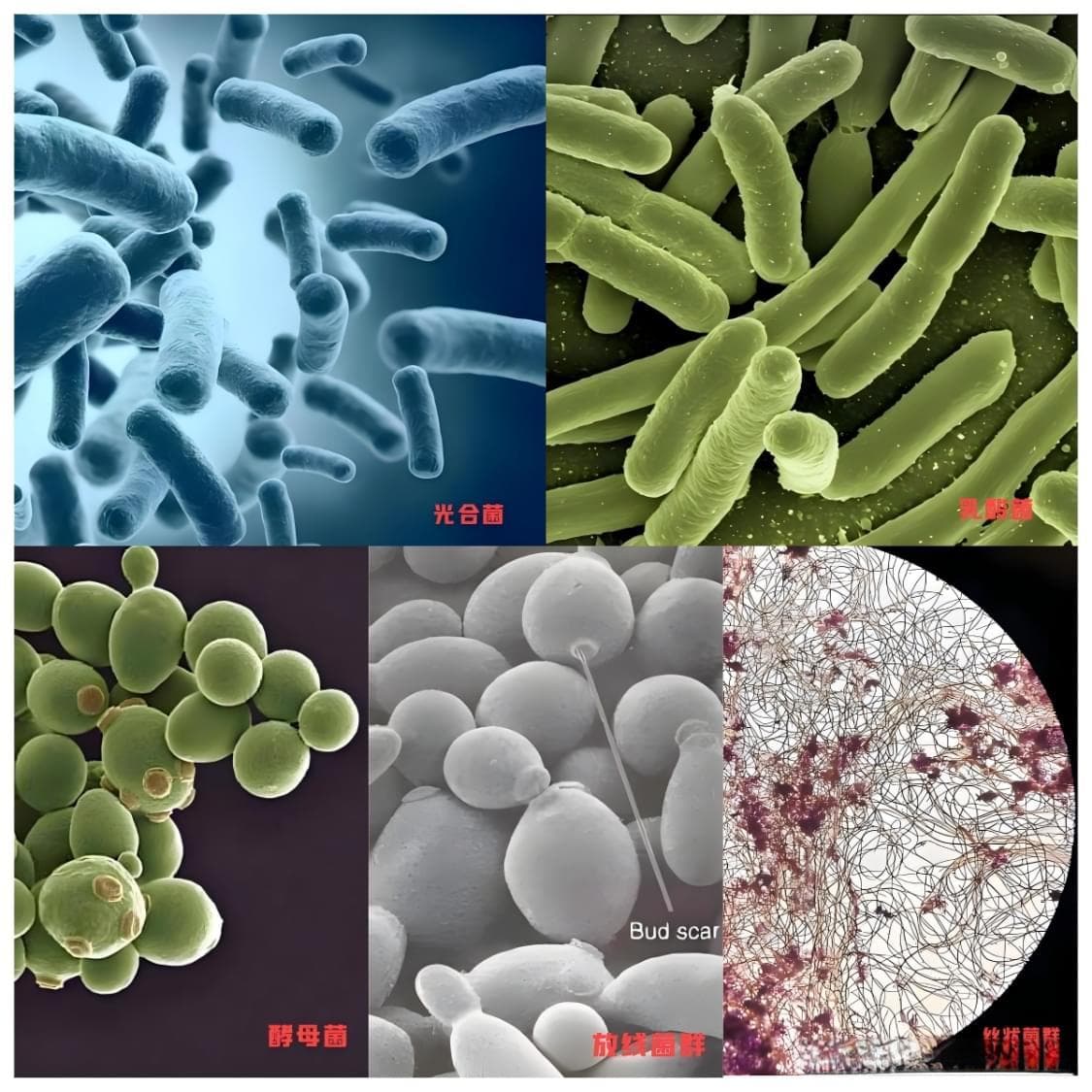 EM菌：开启生态养殖新时代的神奇力量