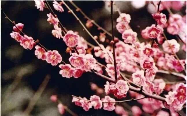 简单入门教程：写意梅花的画法，易学！
