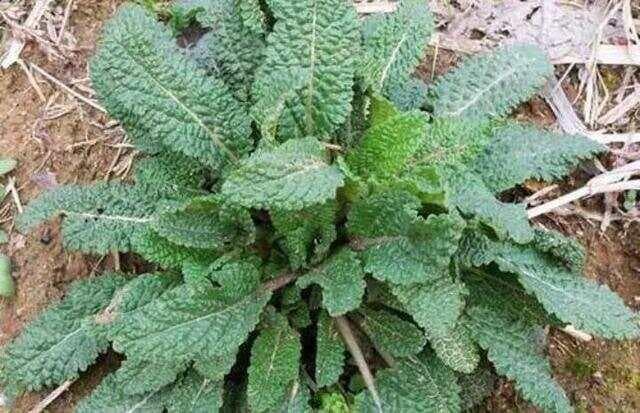 荔枝草：一种多功能野生植物的全面解析