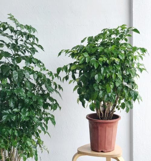 幸福树喜阳还是喜阴？解析喜阳植物的特点和生长环境