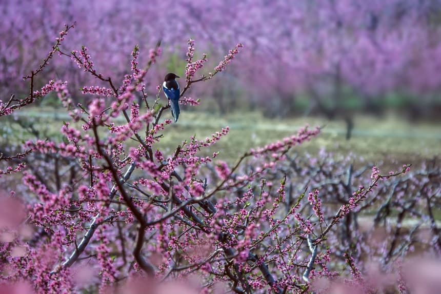 平谷四月赏花攻略：万亩桃花海，三类赏花区，三条精品旅游路线