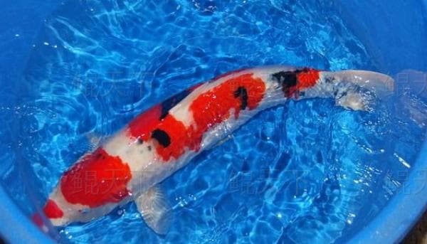 锦鲤鉴赏标准：从体型到泳姿的全方位解析