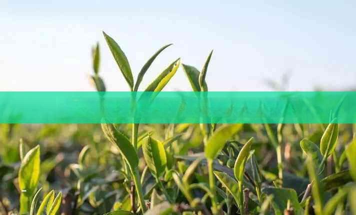 碎银子普洱茶的五种冲泡方法
