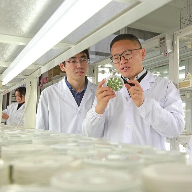 西北农林科技大学研究团队破解苹果矮化品种选育工作两个难题
