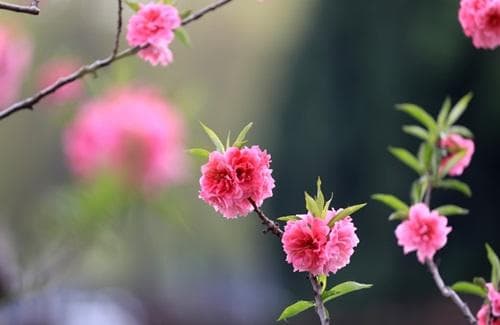 命犯桃花是好还是不好？详解命犯桃花的判断标准与化解方法