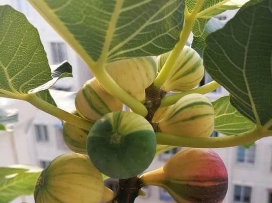 无花果的肥料选择（无花果生长的关键在于肥料，选对肥料助力无花果茁壮成长）