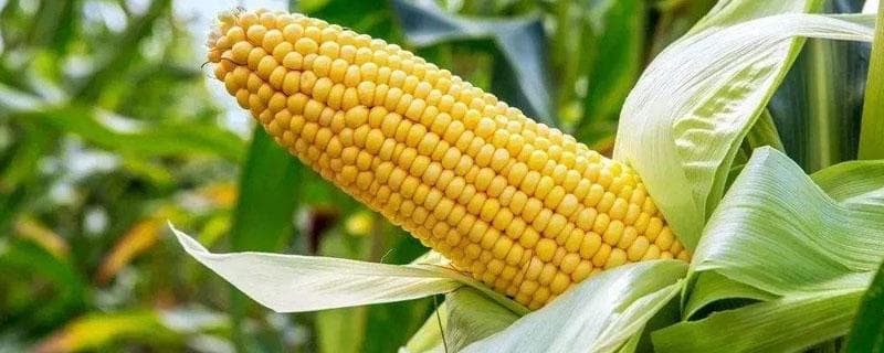 C1563玉米品种简介：中抗玉米螟，高产稳产