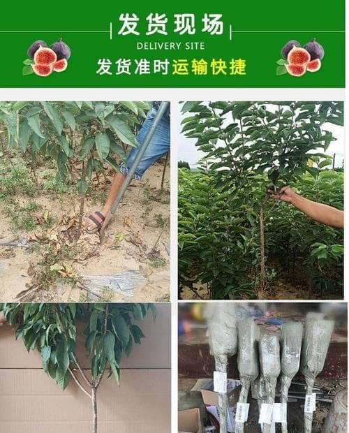 樱桃嫁接的时间和方法（了解樱桃嫁接，轻松掌握嫁接技巧）