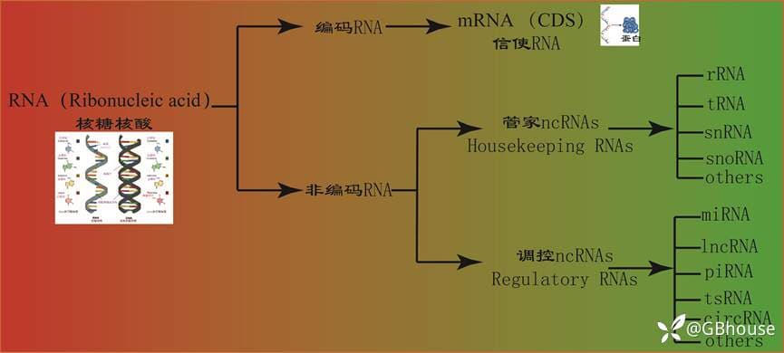 一文浅析非编码RNA起源及功能