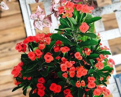 家庭种植哪些花卉最合适？
