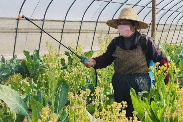 蔬菜苗移栽五大关键：提高成活率，缩短缓苗期