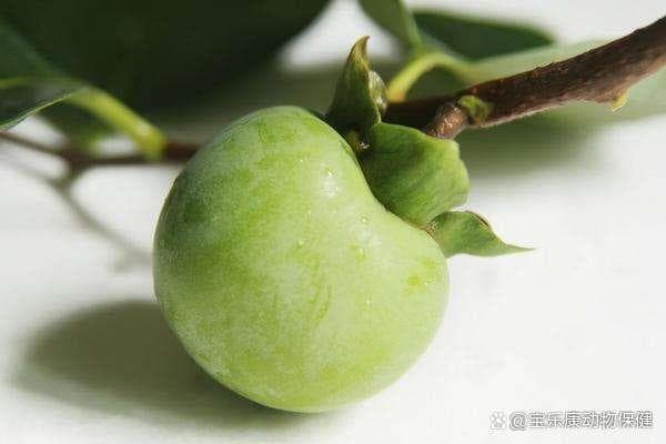 连吃5个柿子长胃结石？这些柿子禁忌，你真的需要担心吗？