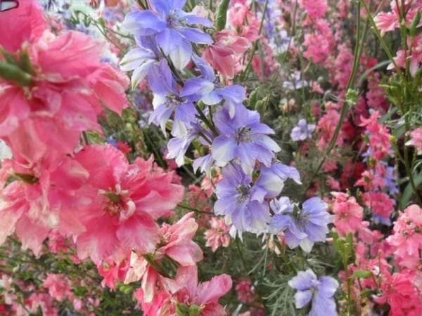五一开花的花卉品种有哪些？这些都开得好