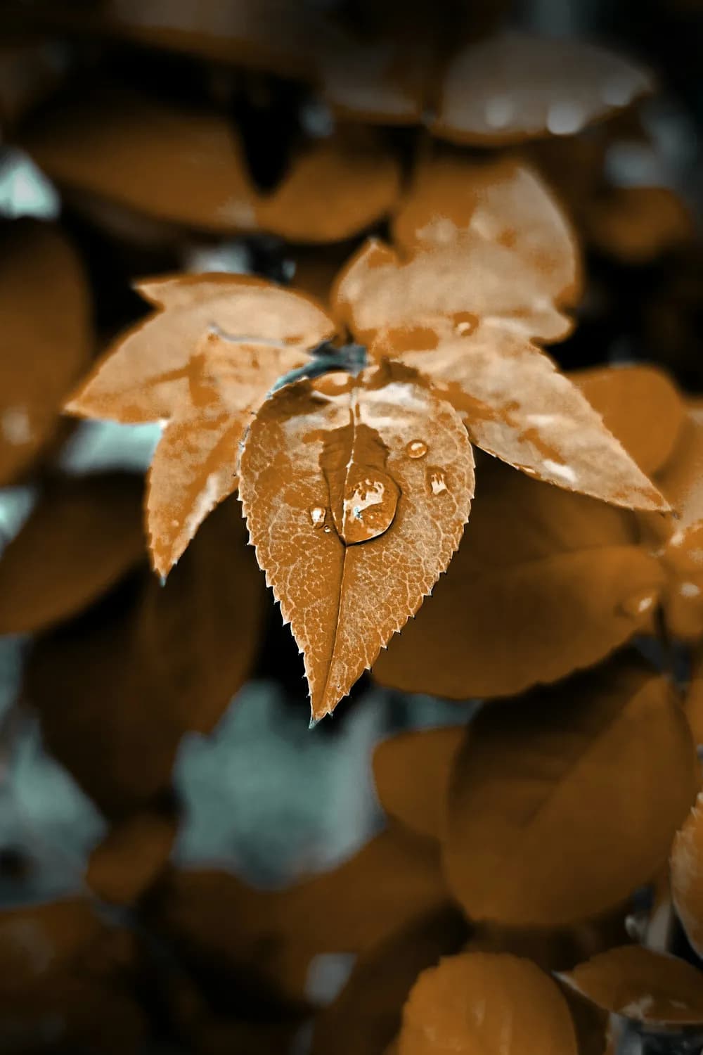 秋冬树叶滴水的秘密：科学揭秘！
