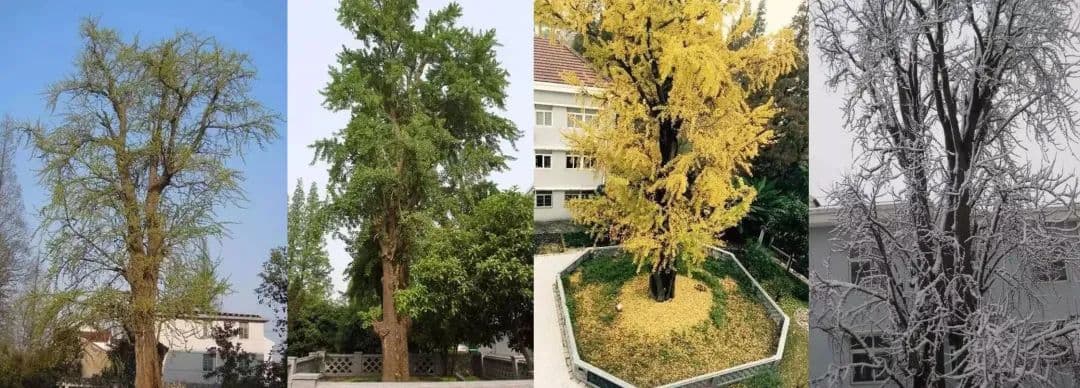【植树节话古树】守护百年记忆 金山古树见证时光的传奇