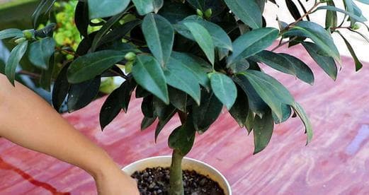 茶花养护全攻略：让茶花长得更好的六个秘诀