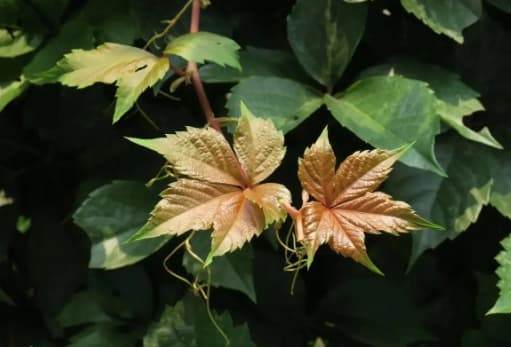 五叶地锦的种植方法与养护技巧
