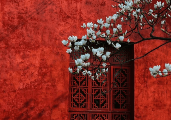 玉兰纹——中国传统纹饰
