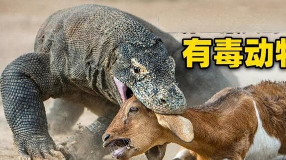 6口生吞一只猴，如此厉害且恐怖的科莫多巨蜥，为何濒临灭绝？