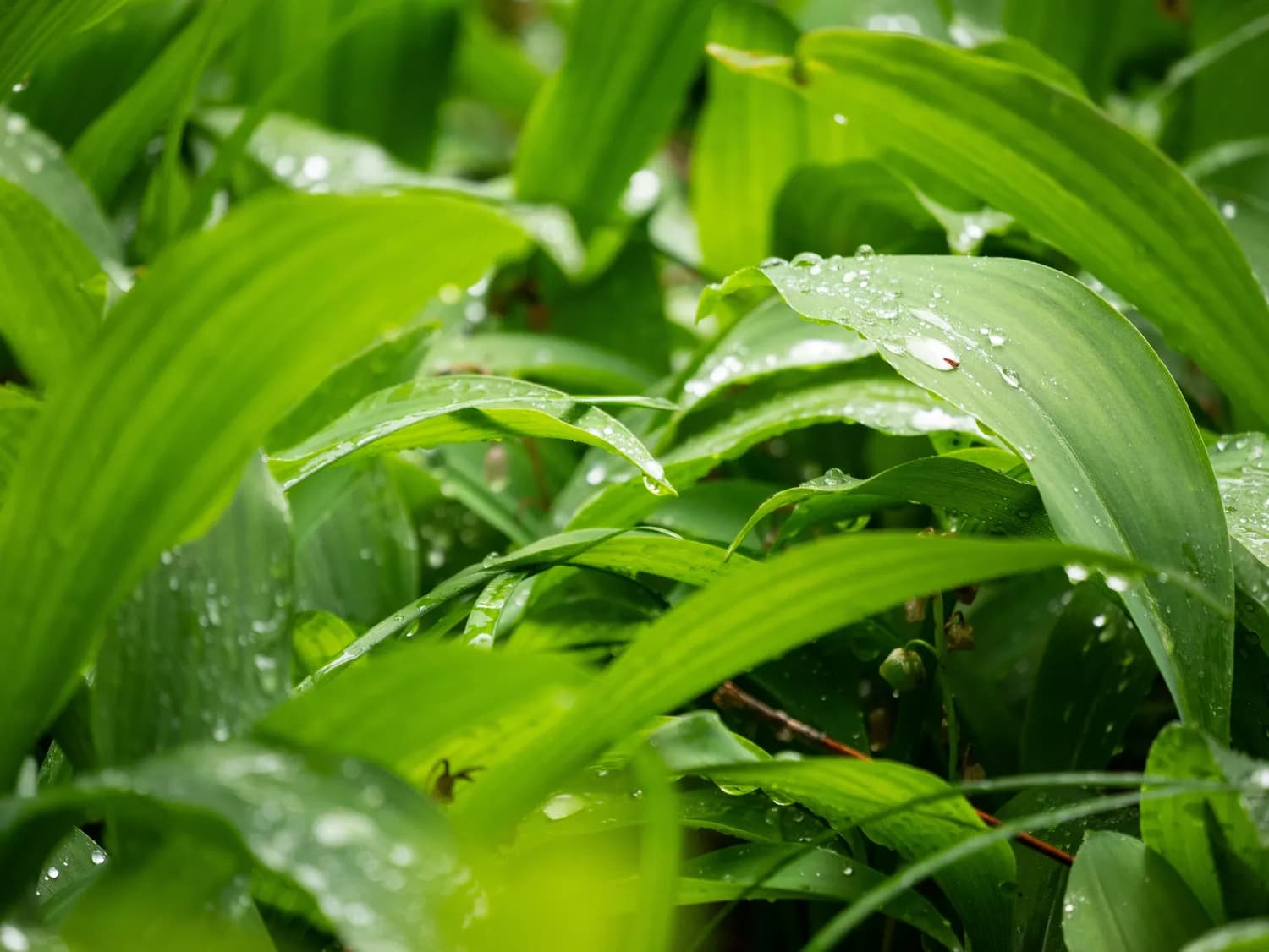 福建黄精：温暖湿润环境中的养生珍品
