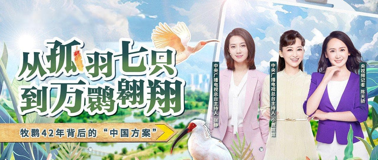 从濒临灭绝到种群复壮，朱鹮保护是怎样创造奇迹的？