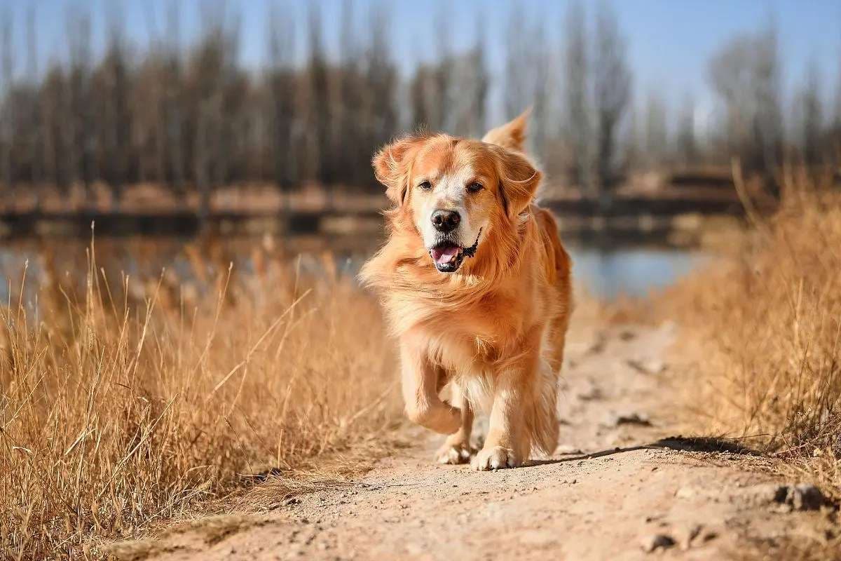 金毛犬的平均寿命及影响因素全解析