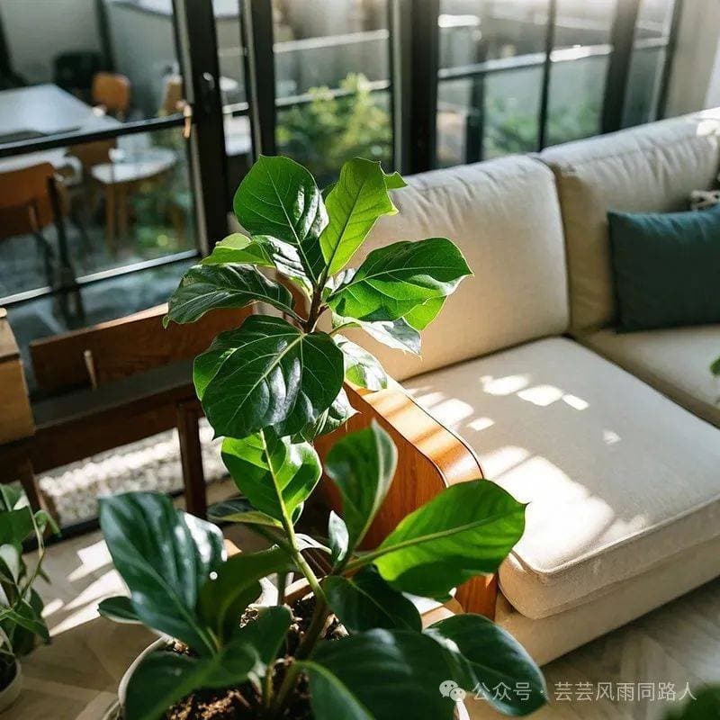 北欧风家居如何选植物？这5种绿植让你家颜值翻倍