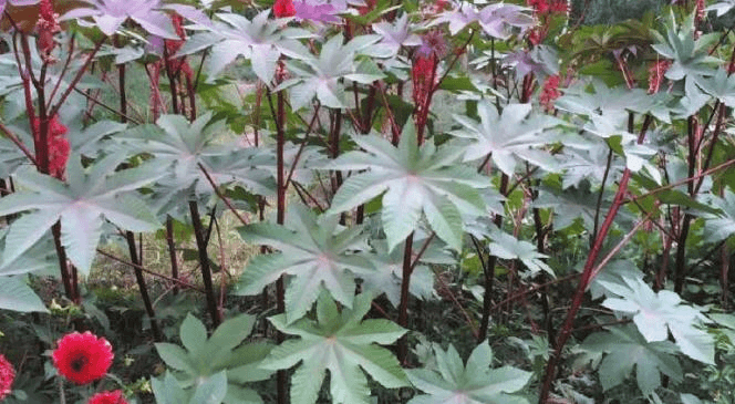 认识身边的乡土药用植物——“蓖麻”