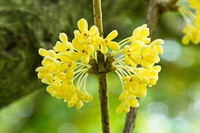 提醒：并不是所有的桂花都能吃！我也才知道，原来桂花有4大品系