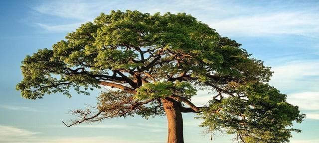 从萌芽到参天——大树生长过程（探究大树生命力的奥秘）