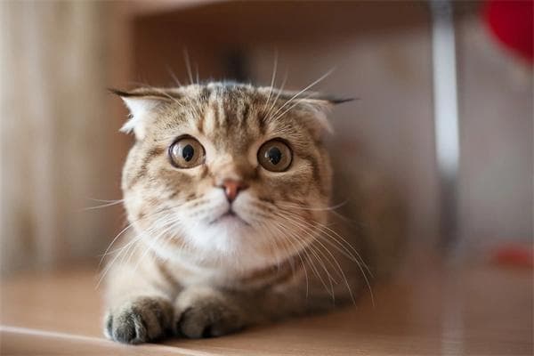 猫粮的常见诱食剂有哪些？