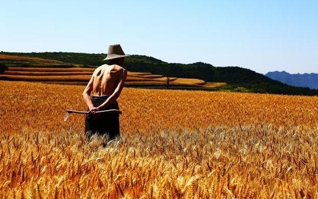 农村缴公粮：从1949年到2006年，这段历史你了解多少？