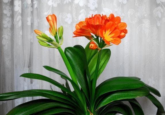 打造盛开艳丽的君子兰花期，养护管理要点详解