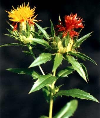 花类中药材——红花