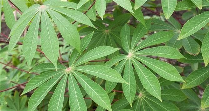 探秘神奇的木薯植物（从起源到应用，了解这个重要的作物）