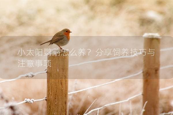 小太阳鹦鹉怎么养？分享饲养技巧与注意事项